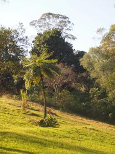 Treefern 2 .jpg